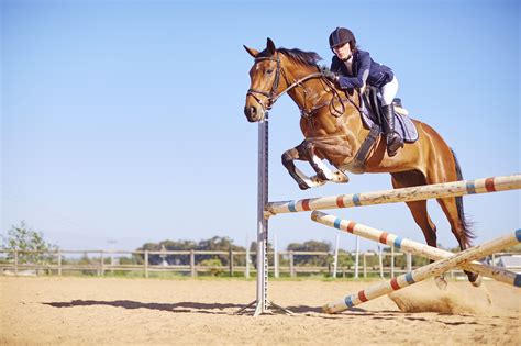 'horse riding' Search .